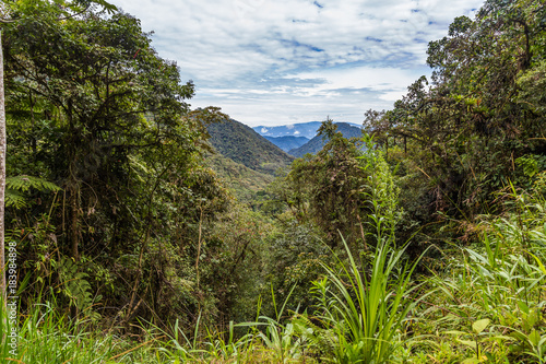 The cloud forest