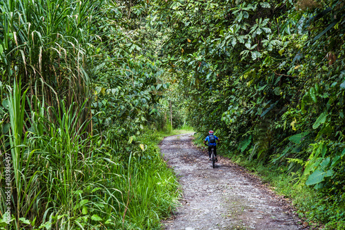 The cloud forest