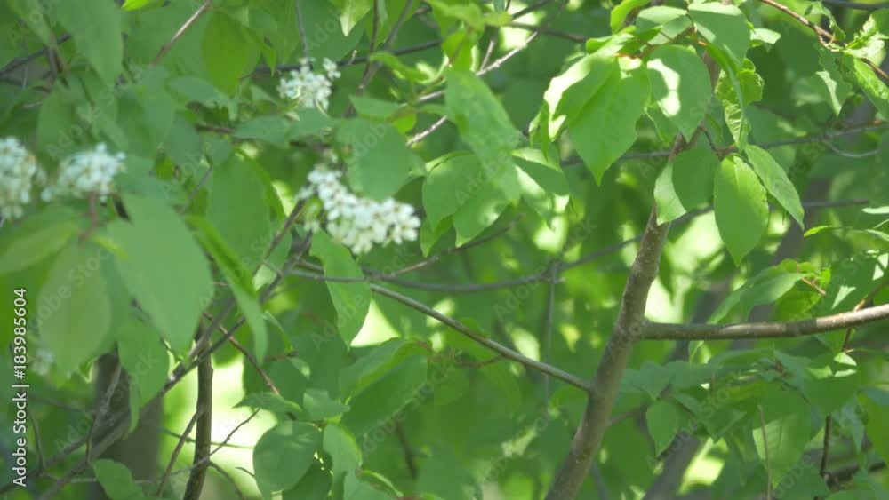 Wagtail is sitting on a tree branch. Filmed from a tripod, video without processing Wagtail is sitting on a tree branch. Filmed from a tripod, video without processing