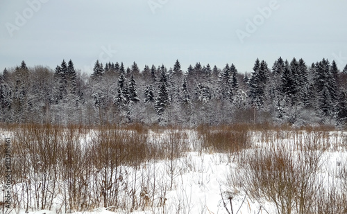 Rural winter landscape with coniferous forest behind a snow-covered field in a cold, cloudy winter day against overcast sky