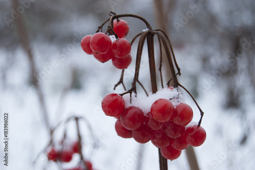 A branch of ripe berries of the Kalina  covered with snow