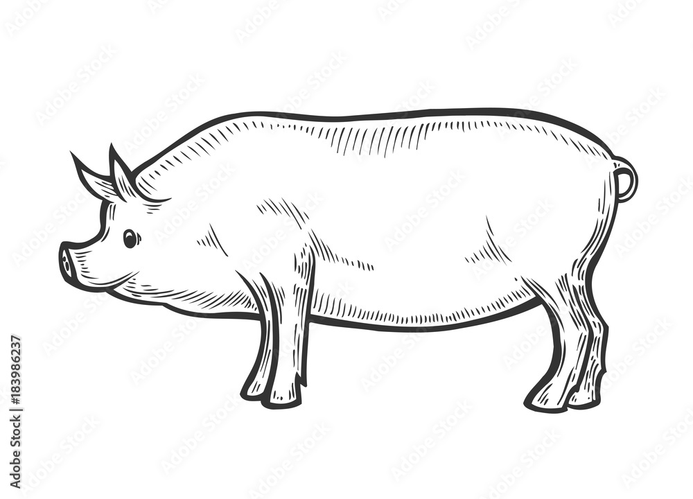 Pig farm animal livestock. Pig farm animal livestock.