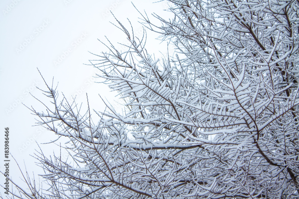 TREE BRANCHES COVERED BY SNOW TREE BRANCHES COVERED BY SNOW