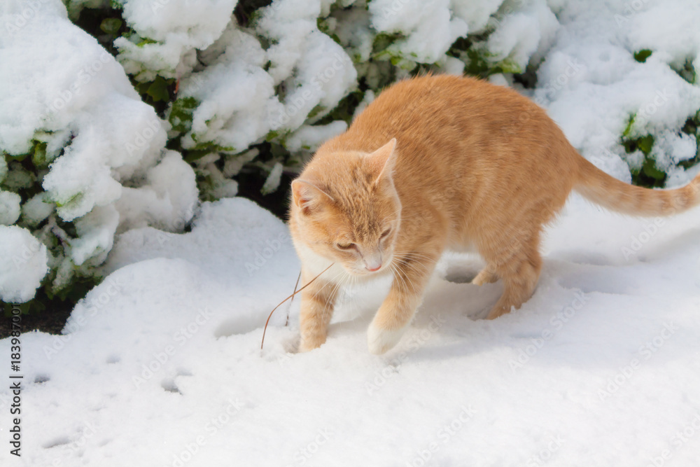YOUNG GINGER CAT IN THE SNOW FOR THE FIRST TIME YOUNG GINGER CAT IN THE SNOW FOR THE FIRST TIME