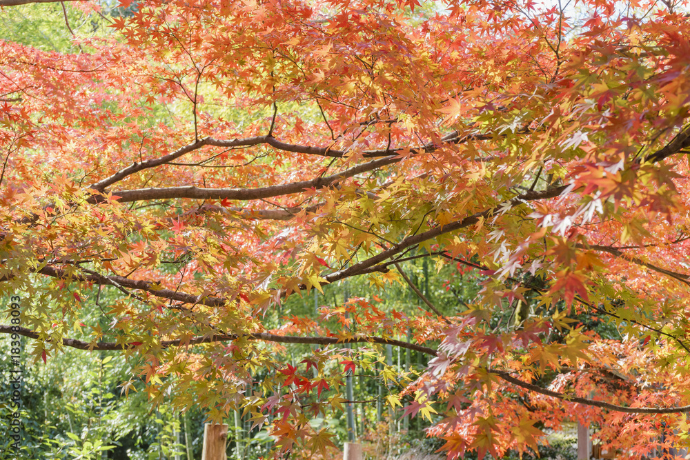 Beautiful fall color of Jojakko-Ji Beautiful fall color of Jojakko-Ji