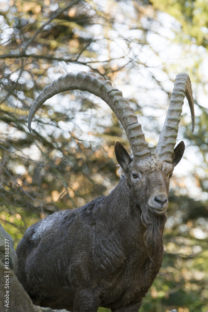 Steinbock hochkant 977