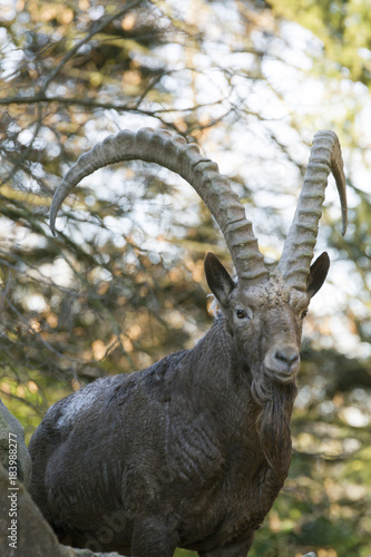 Steinbock hochkant 977