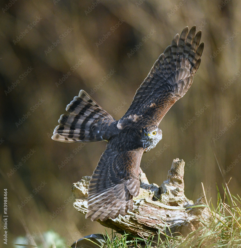 Sperber - Weibchen im Flug, Accipiter nisus