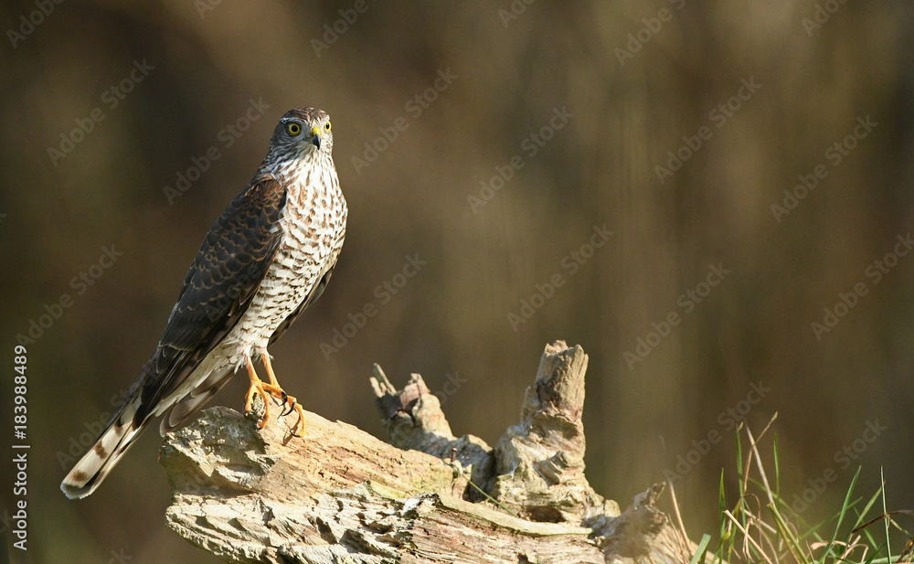 Sperber - Weibchen, Accipiter nisus