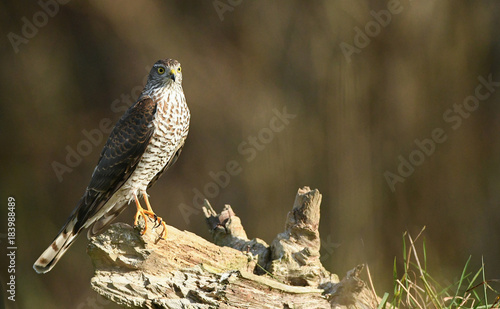 Obraz na płótnie Sperber - Weibchen, Accipiter nisus w salonie