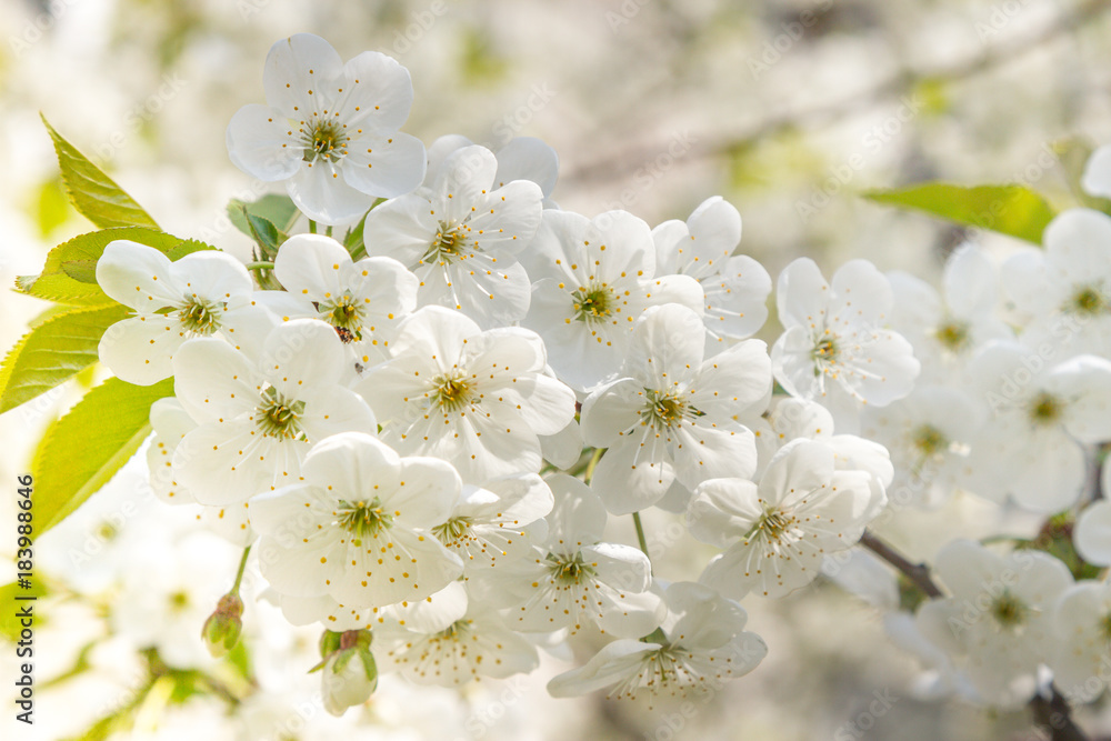 Close up of the blooming branch of the fruit tree. Spring blossoming of cherry. Japan. Spring flowers Close up of the blooming branch of the fruit tree. Spring blossoming of cherry. Japan. Spring flowers