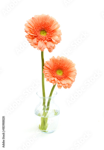 Two yellow Gerber flowers in vase, daisies isolated on white