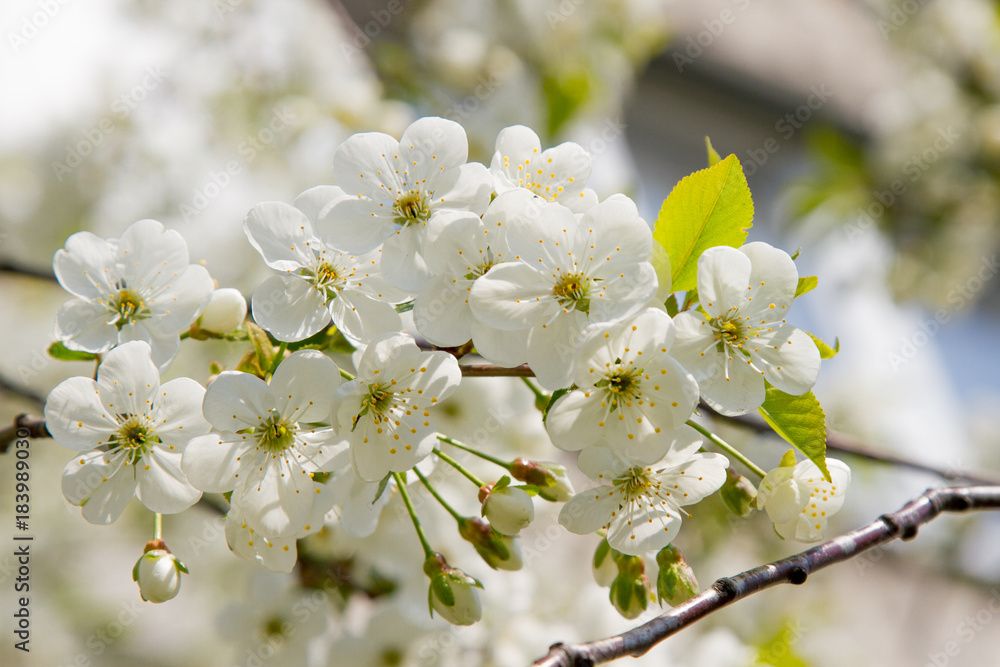 Close up of the blooming branch of the fruit tree. Spring blossoming of cherry. Japan. Spring flowers Close up of the blooming branch of the fruit tree. Spring blossoming of cherry. Japan. Spring flowers