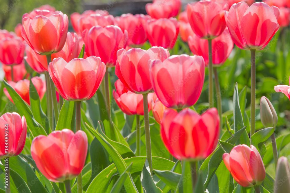 Group of red tulips in the park against blue sky. Spring blurred background best postcard