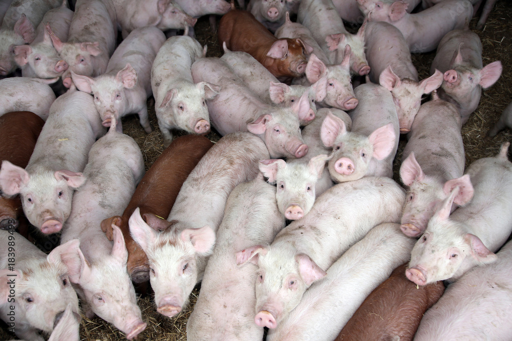 Group of curious piggies in the stable Group of curious piggies in the stable