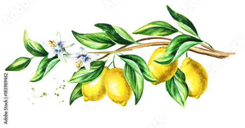 Naklejka Oddział cytrynowy z owocami i liśćmi. Akwarela ręcznie rysowane poziome ilustracji