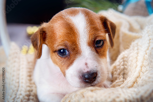 Cute puppy Jack Russell Terrier lying in a knitted blanket and looking forward close-up