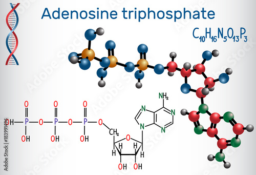 Adenosine triphosphate (ATP) molecule, is intracellular energy transfer and required in the synthesis of RNA photo