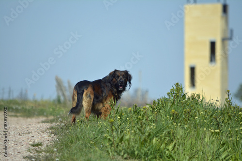 ein hund dreht sich zum betrachter um photo