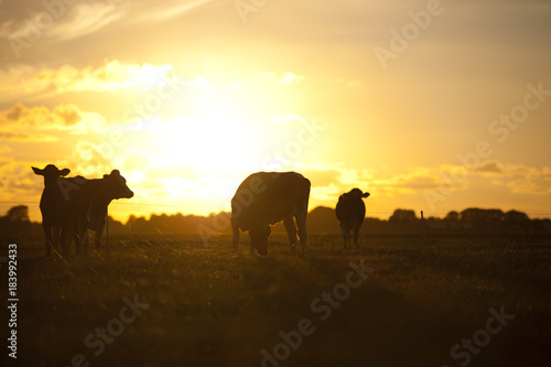Kühe auf einer Weide bei Sonnenuntergang in Holland