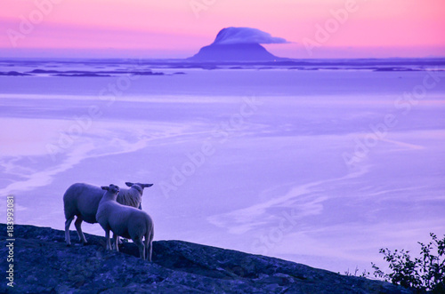 Beautiful scenery at the dusk, sheep at the cliff looking at the sea and small islands in Northern Norway, Scandinavia, Europe © knik