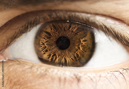 Macro photo of human eye, iris, pupil, eye lashes, eye lids.