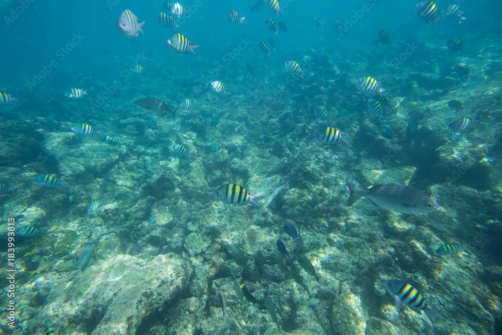 Obraz premium The Underwater life of the Caribbean Sea.