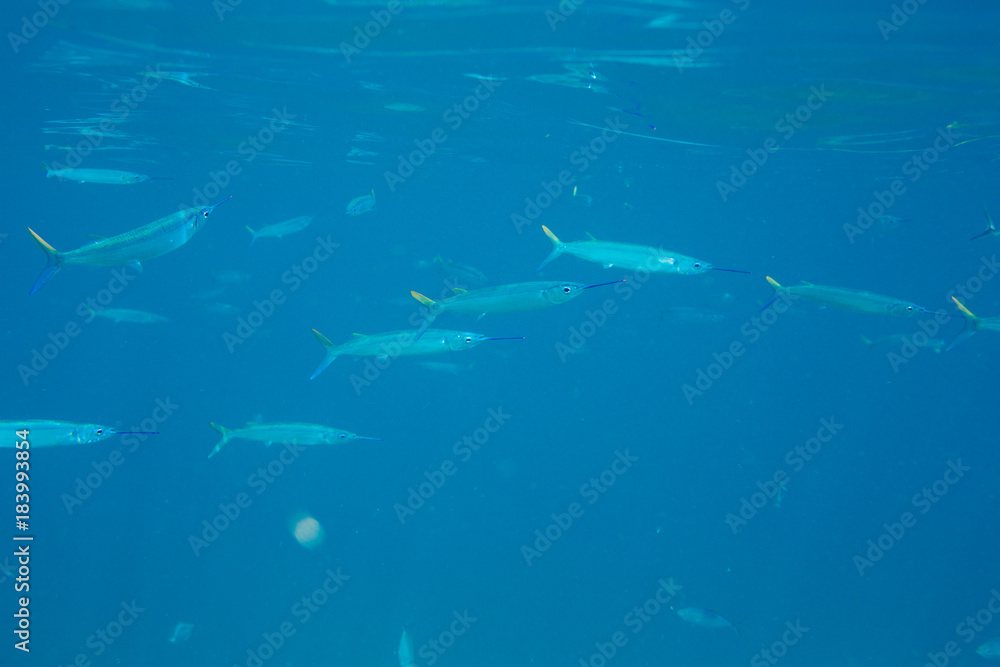 The Underwater life of the Caribbean Sea. The Underwater life of the Caribbean Sea.