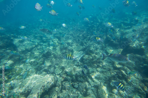 Fototapeta Naklejka Na Ścianę i Meble -  The Underwater life of the Caribbean Sea.