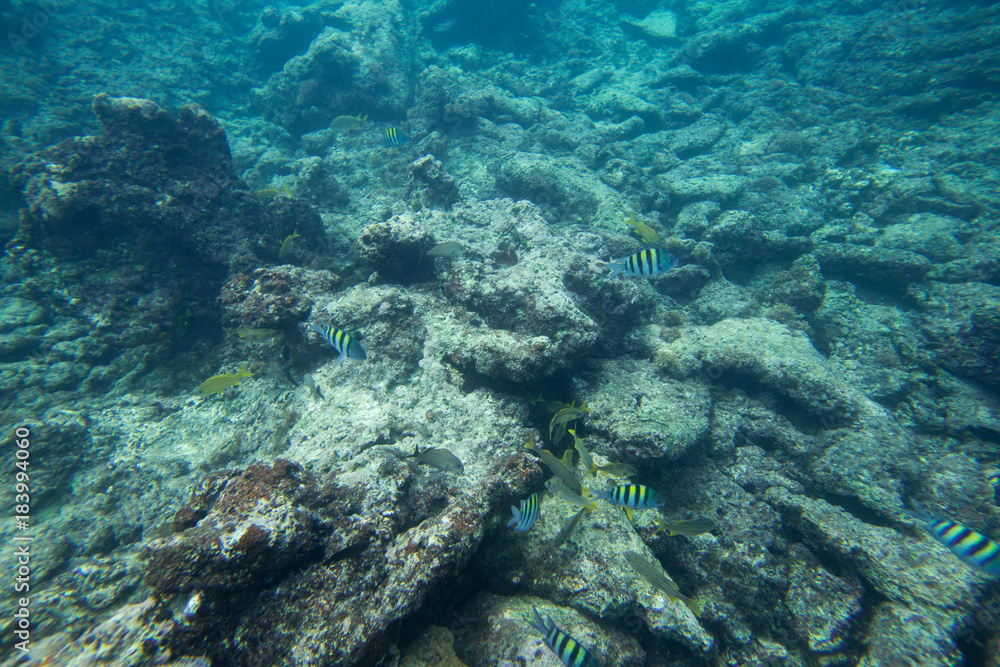 Underwater life of the Caribbean Sea