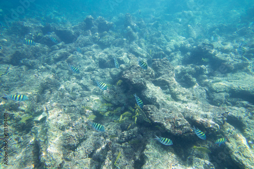 Underwater life of the Caribbean Sea