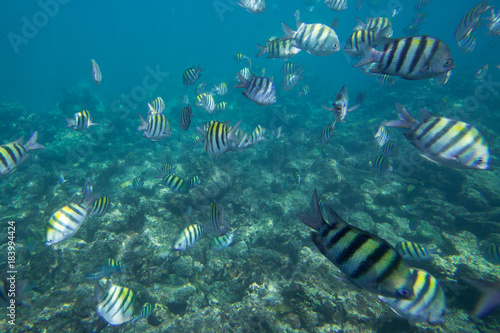 Underwater life of the Caribbean Sea