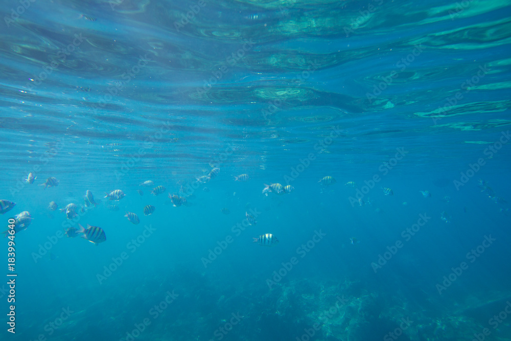 Underwater life of the Caribbean Sea Underwater life of the Caribbean Sea