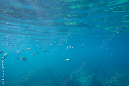 Underwater life of the Caribbean Sea © Johan Sky