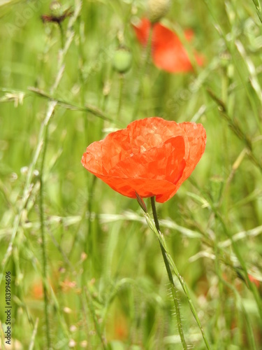 Buttons of gold, and poppies enliven the fields of summer by their color and delicacy.