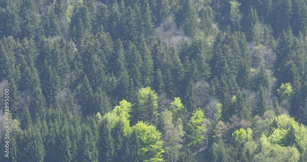 Dense forest in Switzerland Dense forest in Switzerland
