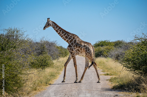 Giraf crossing