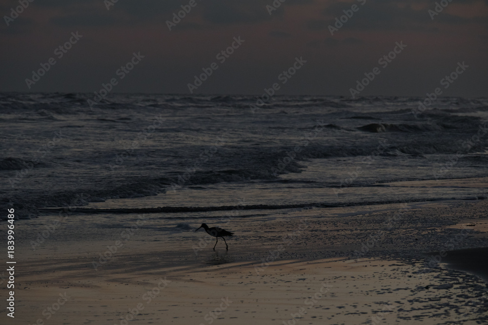 Sandpiper shore bird silhouette running along wet beach at sunset Sandpiper shore bird silhouette running along wet beach at sunset