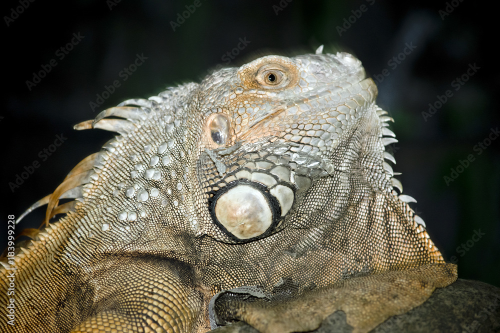 Obraz premium green iguana