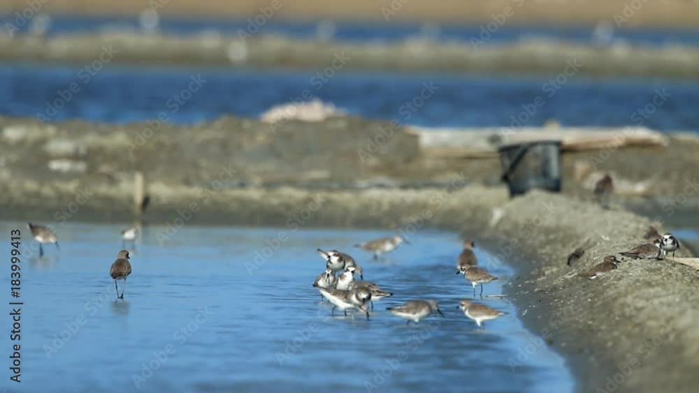 Migratory water birds in the salt field
Migratory water birds in the salt field