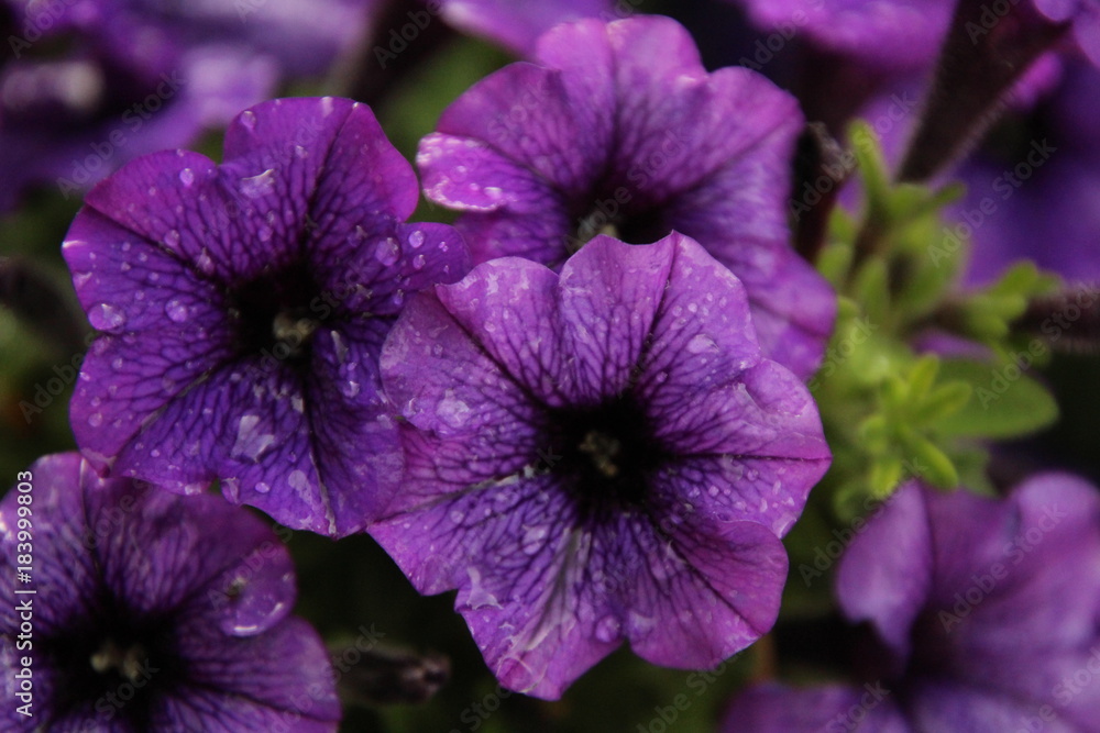 mauve petunia