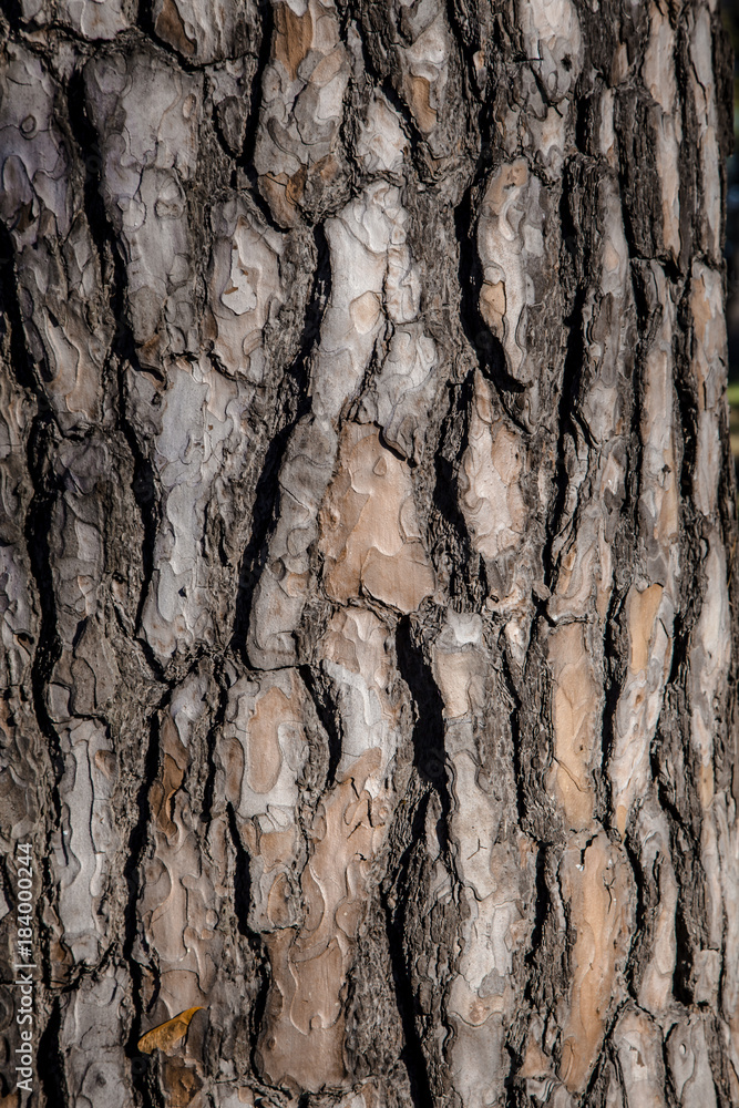 Bark Pine Tree texture light shadow old brown Bark Pine Tree texture light shadow old brown