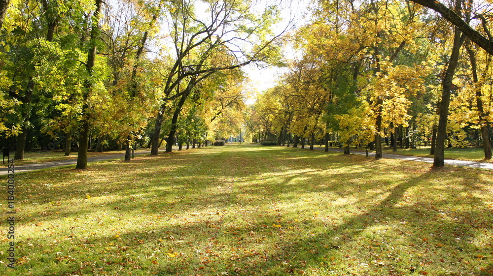 Naklejka premium Autumn, fall Tree with colorful leaves