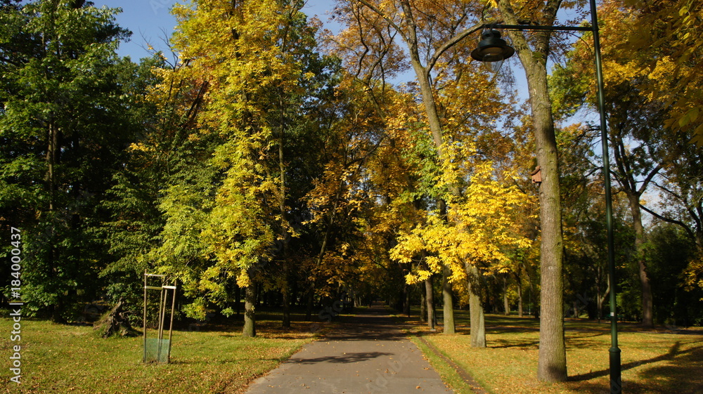 Naklejka premium Autumn, fall Tree with colorful leaves
