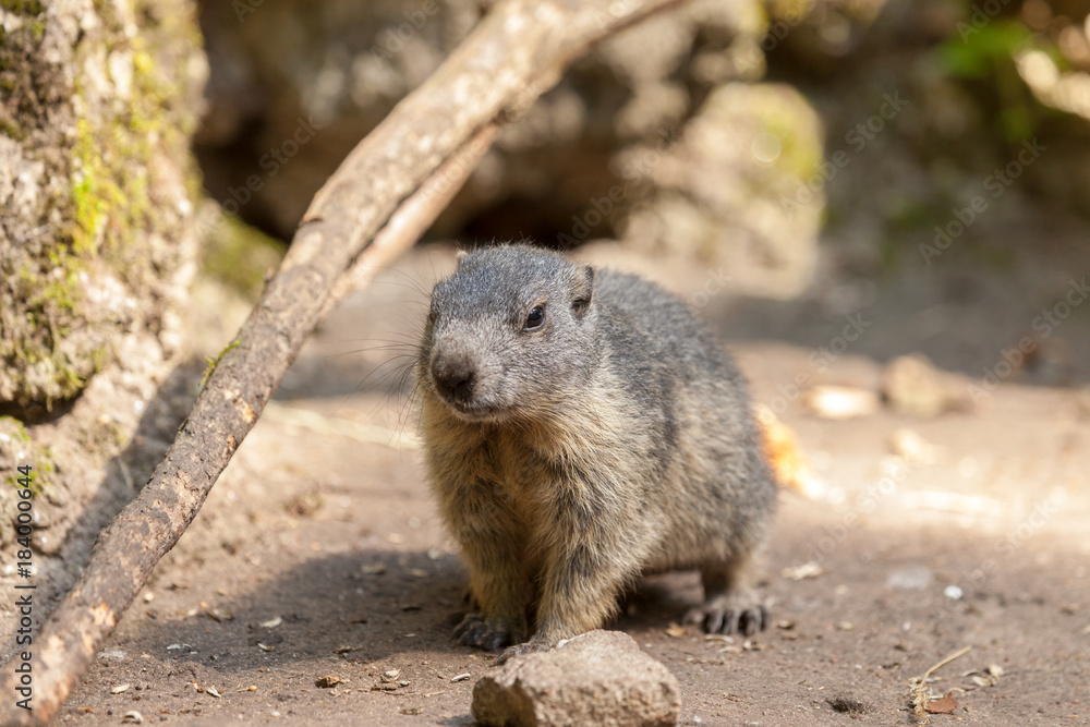 groundhog sits on ground and looks to the side groundhog sits on ground and looks to the side