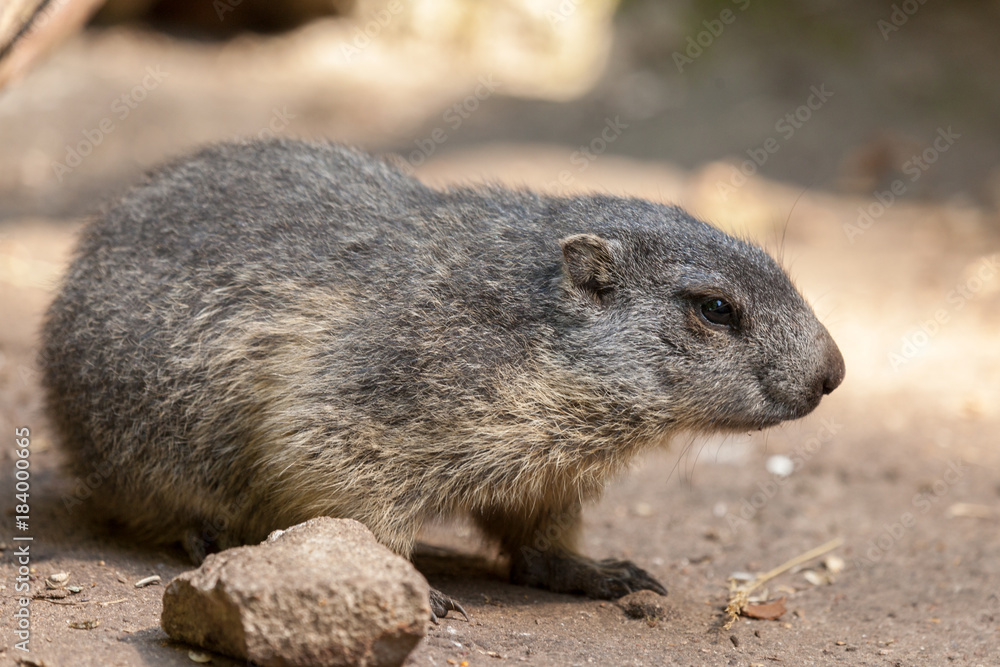 groundhog sits on ground and looks to the side groundhog sits on ground and looks to the side