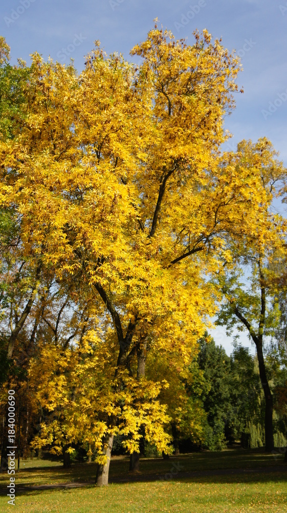 Naklejka premium Autumn, fall Tree with colorful leaves