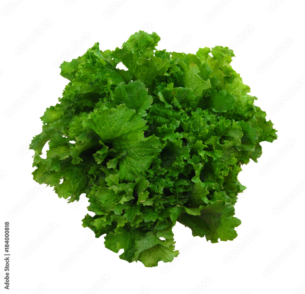 Fresh Curly Mustard Green Leaves Fresh Curly Mustard Green Leaves