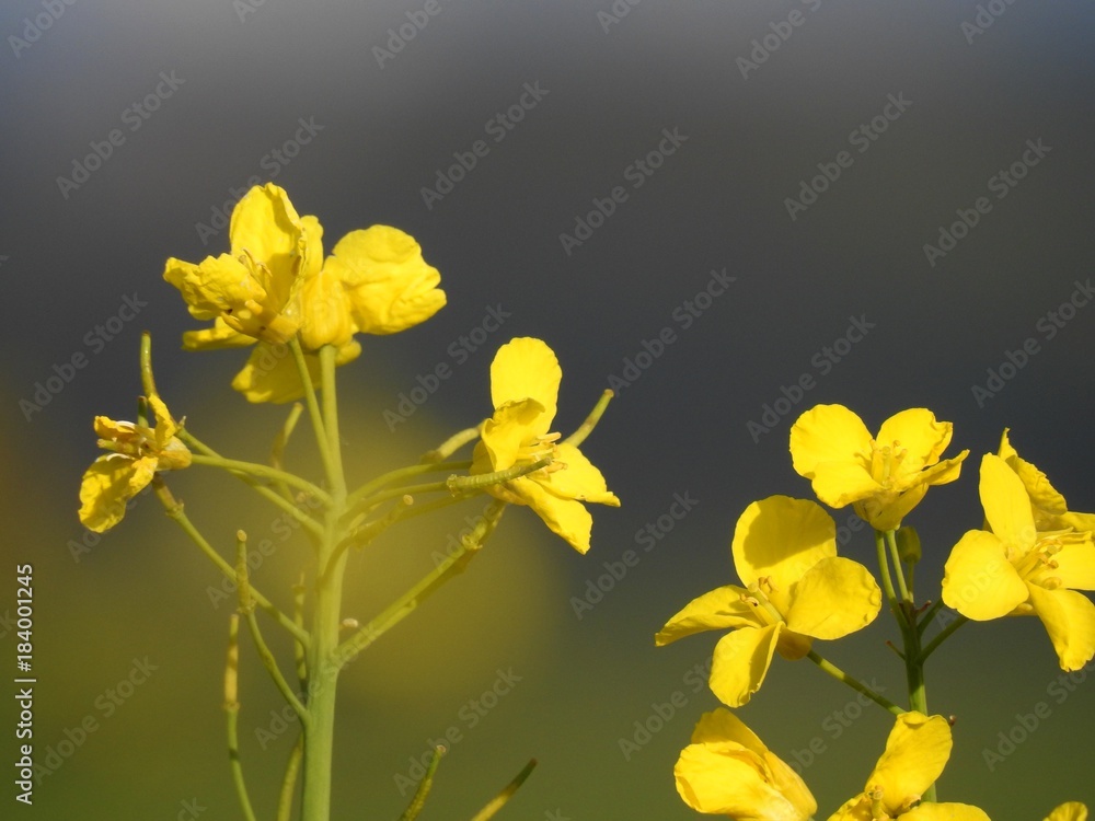 The rapeseed fields bring warm summer colors to spring almost by their shimmering yellow flowers. with effects of color pleasant to watch especially when an insect pollinator comes to search the heart The rapeseed fields bring warm summer colors to spring almost by their shimmering yellow flowers. with effects of color pleasant to watch especially when an insect pollinator comes to search the heart