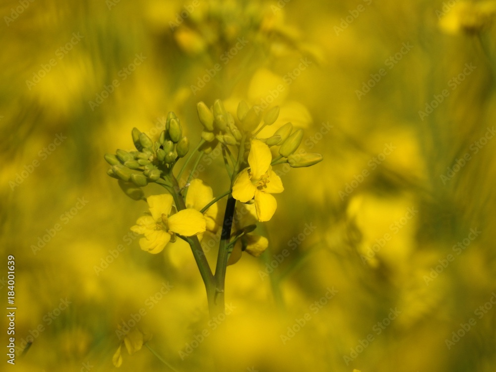 The rapeseed fields bring warm summer colors to spring almost by their shimmering yellow flowers. with effects of color pleasant to watch especially when an insect pollinator comes to search the heart The rapeseed fields bring warm summer colors to spring almost by their shimmering yellow flowers. with effects of color pleasant to watch especially when an insect pollinator comes to search the heart